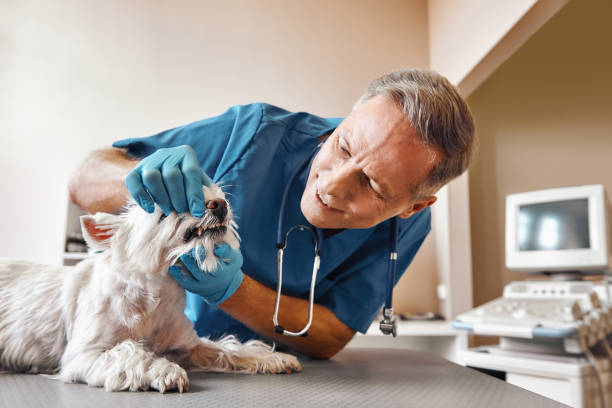 Best Emergency Root Canal Treatment in Ocean Bluff Brant Rock, MA